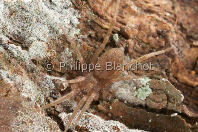 Liocranidae_3890.JPG - France, Araneae, Liocranidae, Araignée Liocranide (Agroeca sp), Liocranid spider